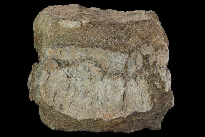 Bargain, Fossil Hadrosaur (Kritosaurus) Vertebra - Texas #97793